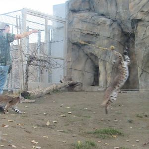 Bobcat