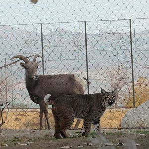 Bobcat and Desert Bighorn Sheep