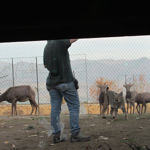 Bobcat and Desert Bighorn Sheep