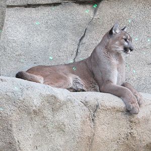 North American Cougar