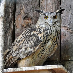 Bubo bubo ussuriensis at Zoosad Priamurskiy - uploaded on behalf of Alexkant