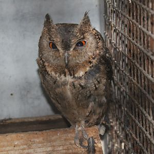 Otus semitorques ussurensis at Sadgorod Zoo - uploaded on behalf of Alexkant