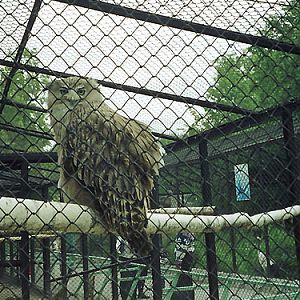 Ketupa blakistoni doerriesi at Leningrad Zoo - uploaded on behalf of Alexkant