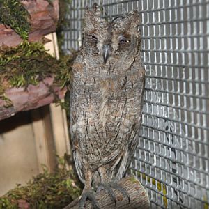 Otus sunia sunia at Moscow Zoo - uploaded on behalf of alexkant
