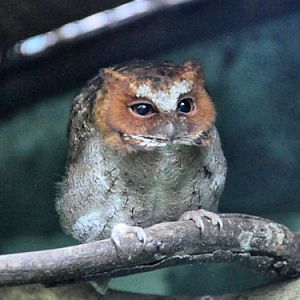 Otus nigrorum at Negros Forests and Ecological Foundation - uploaded on behalf of alexkant