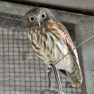 Ninox philippensis spilonota at Crocolandia Foundation - uploaded on behalf of alexkant