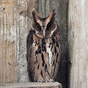 Otus gurneyi at Avilon Zoo - uploaded on behalf of alexkant