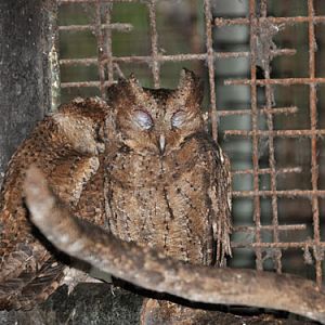 Otus longicornis at Manila Zoological & Botanical Garden - uploaded on behalf of alexkant