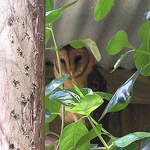 Tyto castanops at Phillip Island Wildlife Park - uploaded on behalf of alexkant
