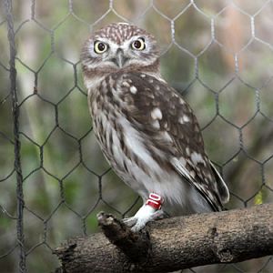 Athene lilith at Zoological Center Tel-Aviv - Ramat-Gan - uploaded on behalf of alexkant