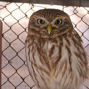 Athene lilith at Haifa Educational Zoo & Botanical Garden - uploaded on behalf of alexkant