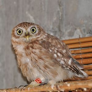 Athene lilith at Nahariya Zoo-Botanical Garden - uploaded on behalf of alexkant