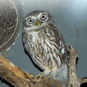 Athene lilith at Hai Bar Yotvata - uploaded on behalf of alexkant