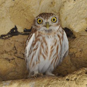 Athene lilith at Negev Zoo - uploaded on behalf of alexkant