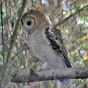 Strix hadorami at Zoological Center Tel-Aviv - Ramat-Gan - uploaded on behalf of alexkant