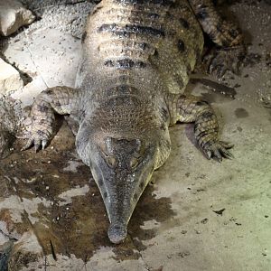 Slender-Snouted Crocodile