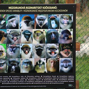 Guenon Species Sign