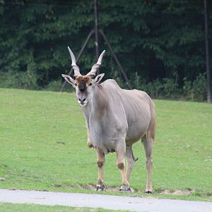 Common Eland