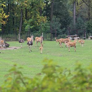 View of Safari Animals