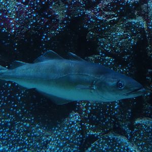Atlantic or European pollock (Pollachius pollachius), Nov 10th, 2018