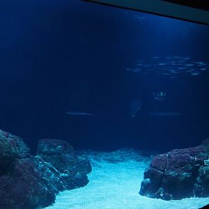 Second North Sea tank (Nov 10th, 2018)