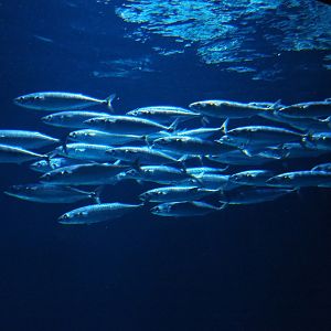 School of Atlantic mackerel (Scomber scombrus), Nov 10th, 2018