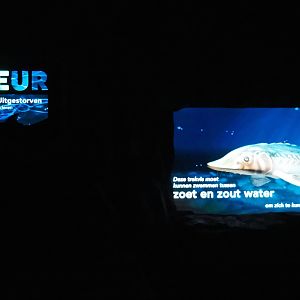 European sea sturgeon educational projection (Nov 10th, 2018)