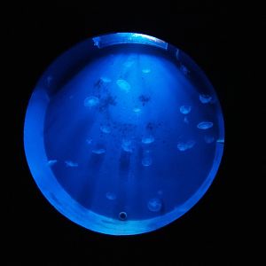 Moon jellyfish tank (Nov 10th, 2018)