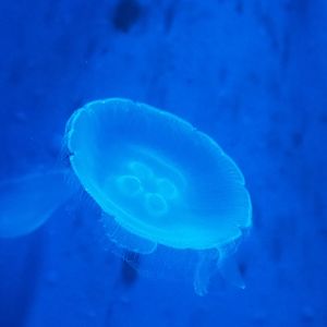 Moon jellyfish (Aurelia aurita), Nov 10th, 2018