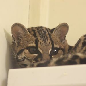 Margay