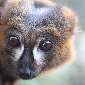 Red Bellied Lemur