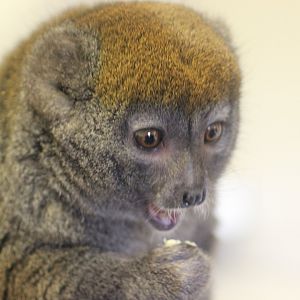 Gentle Lemur