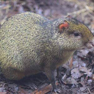 Azares Agouti