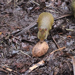 Agouti Vs Coconut, outcome still to be decided .....