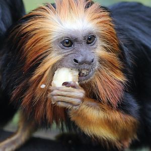 Golden Headed Tamarin