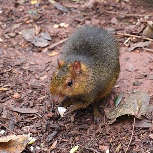 Another picture of Dave the Acouchi