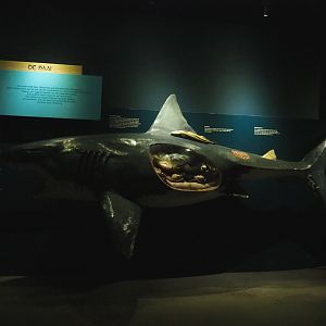 Shark anatomy educational model (Nov 10th, 2018)