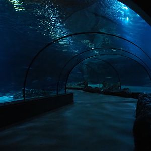 Tunnel tank (Nov 10th, 2018)
