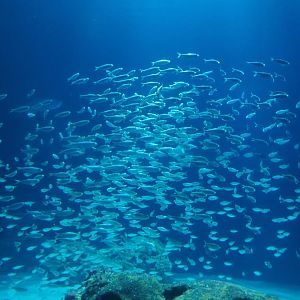 Bait ball of False herring (Harengula clupeola), Nov 10th, 2018