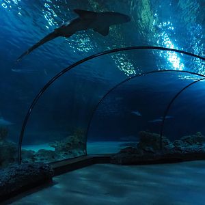 Tunnel tank with Atlantic nurse sharks (Ginglymostoma cirratum) resting on the acrylic (Nov 10th, 2018)