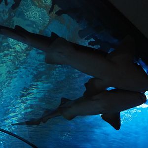 Atlantic nurse sharks (	Ginglymostoma cirratum), Nov 10th, 2018