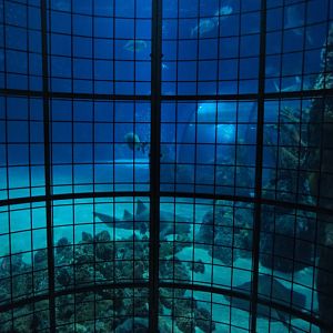 Shark cage view into the tunnel tank (Nov 10th, 2018)