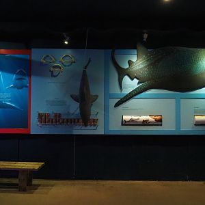 Shark education wall (Nov 10th, 2018)