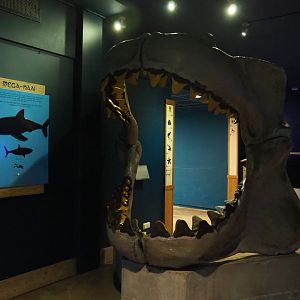 Replica of the jaws of Carcharocles megalodon (Nov 10th, 2018)