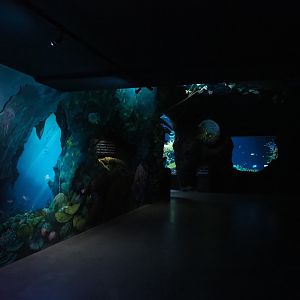 View towards Great Barrier Reef section with theming (Nov 10th, 2018)