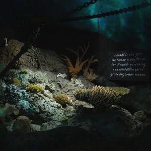 Display on the vulnerability of coral reefs (Nov 10th, 2018)