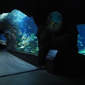 Great Barrier Reef coral tunnel tank (Nov 10th, 2018)