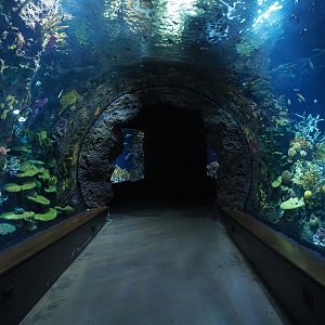 Great Barrier Reef coral tunnel tank (Nov 10th, 2018)