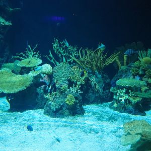 View into Great Barrier Reef coral tunnel tank through side-window (Nov 10th, 2018)