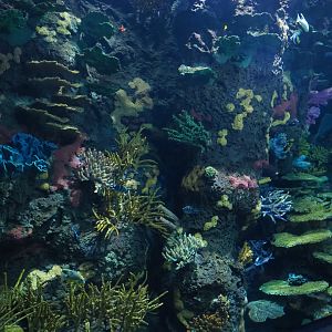 View of coral inserts in Great Barrier Reef coral tunnel tank (Nov 10th, 2018)